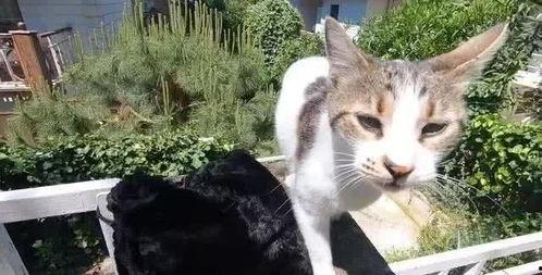 吃瓜娱乐酱流浪猫,吃瓜娱乐酱的温馨守护之旅